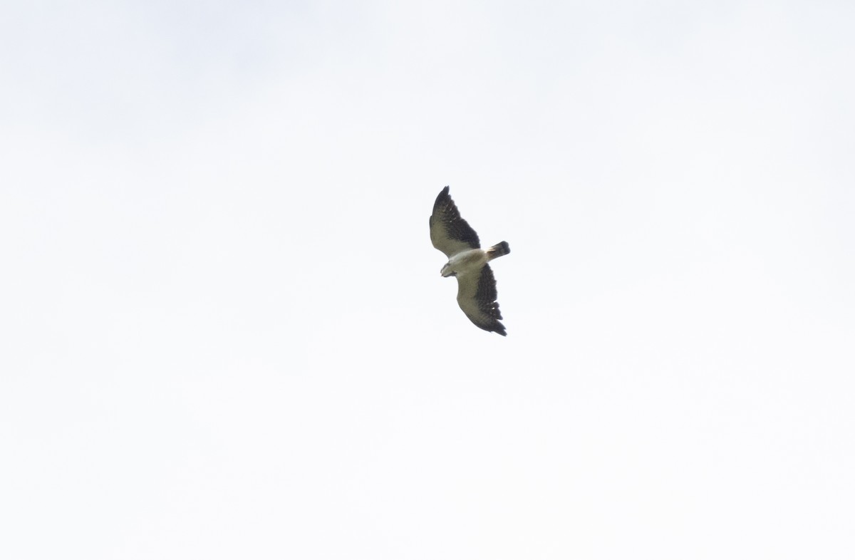 Short-tailed Hawk - ML619924344