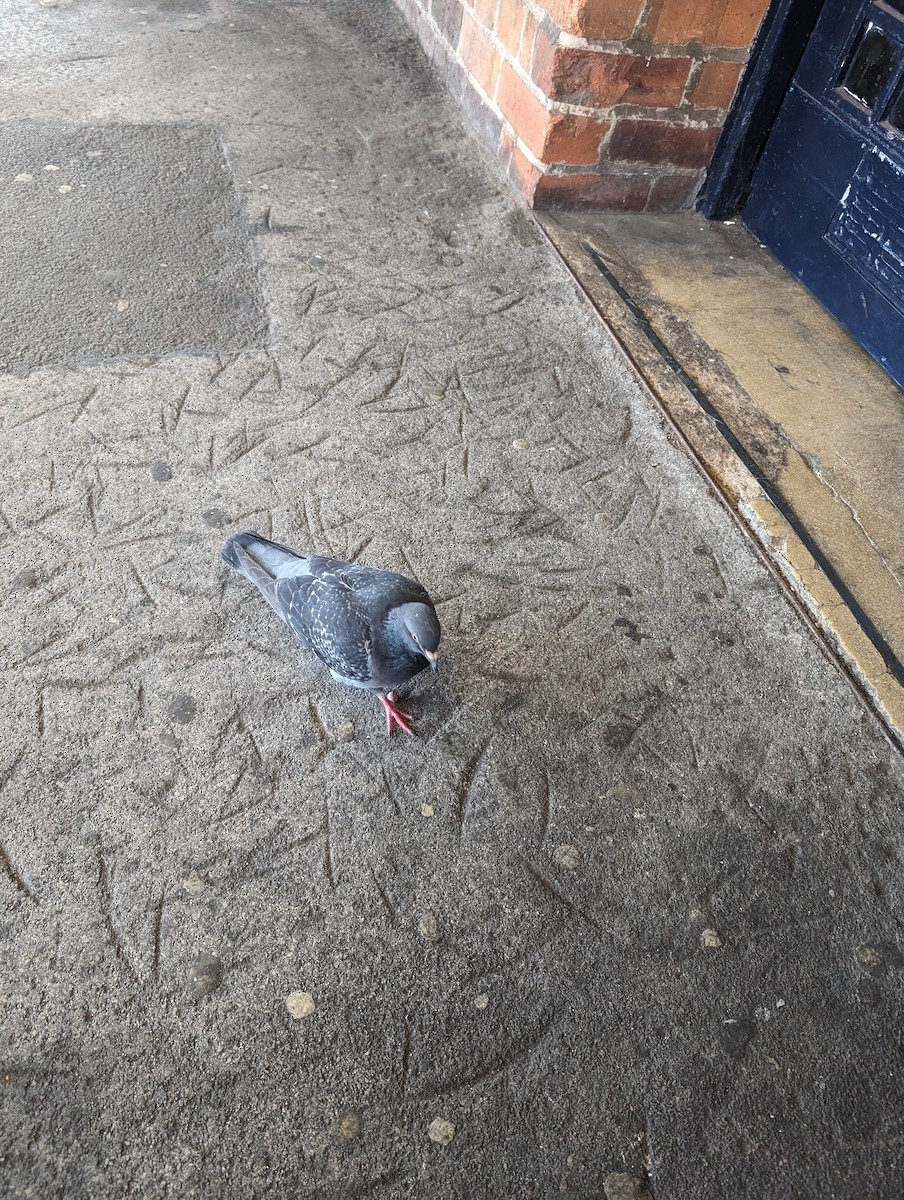 Rock Pigeon (Feral Pigeon) - ML619924384