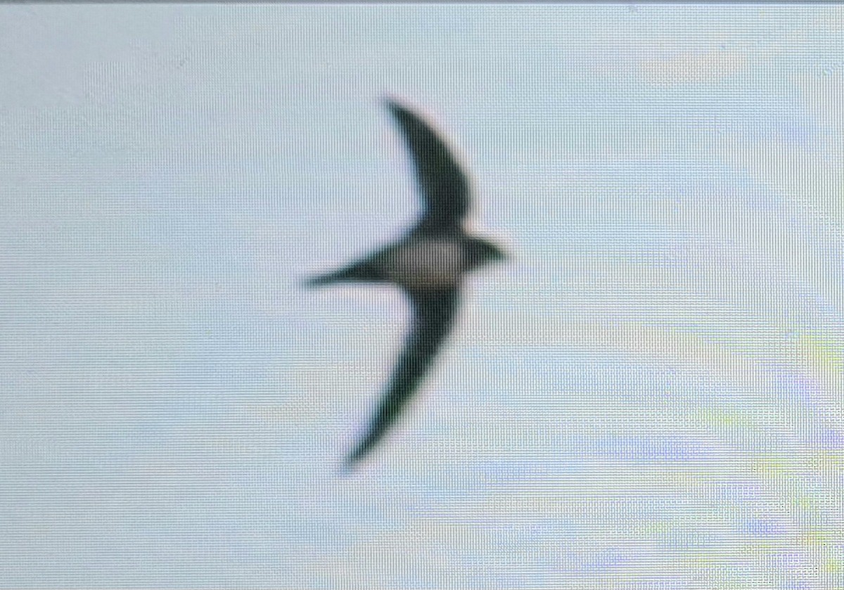 Alpine Swift - ML619924399