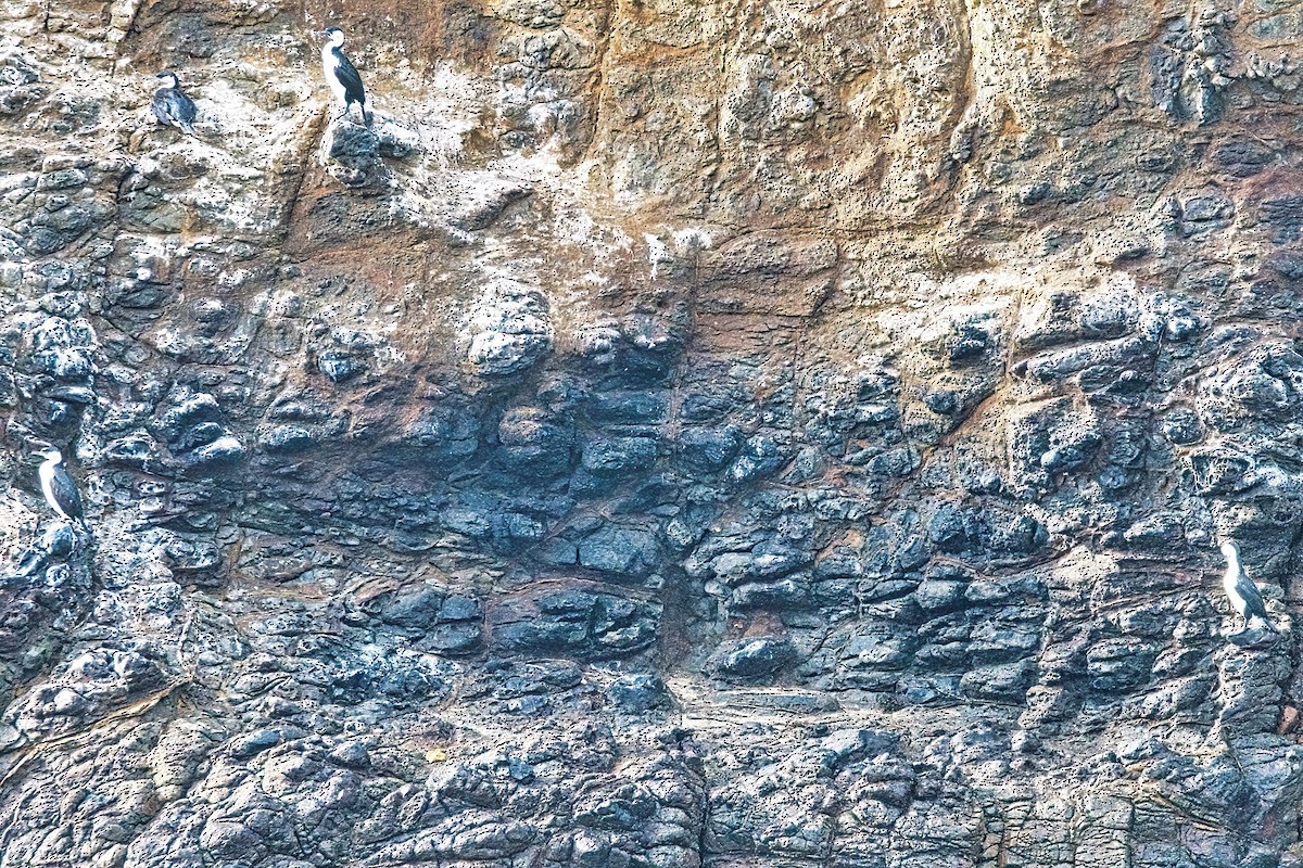 Tasmanya Karabatağı - ML619924409