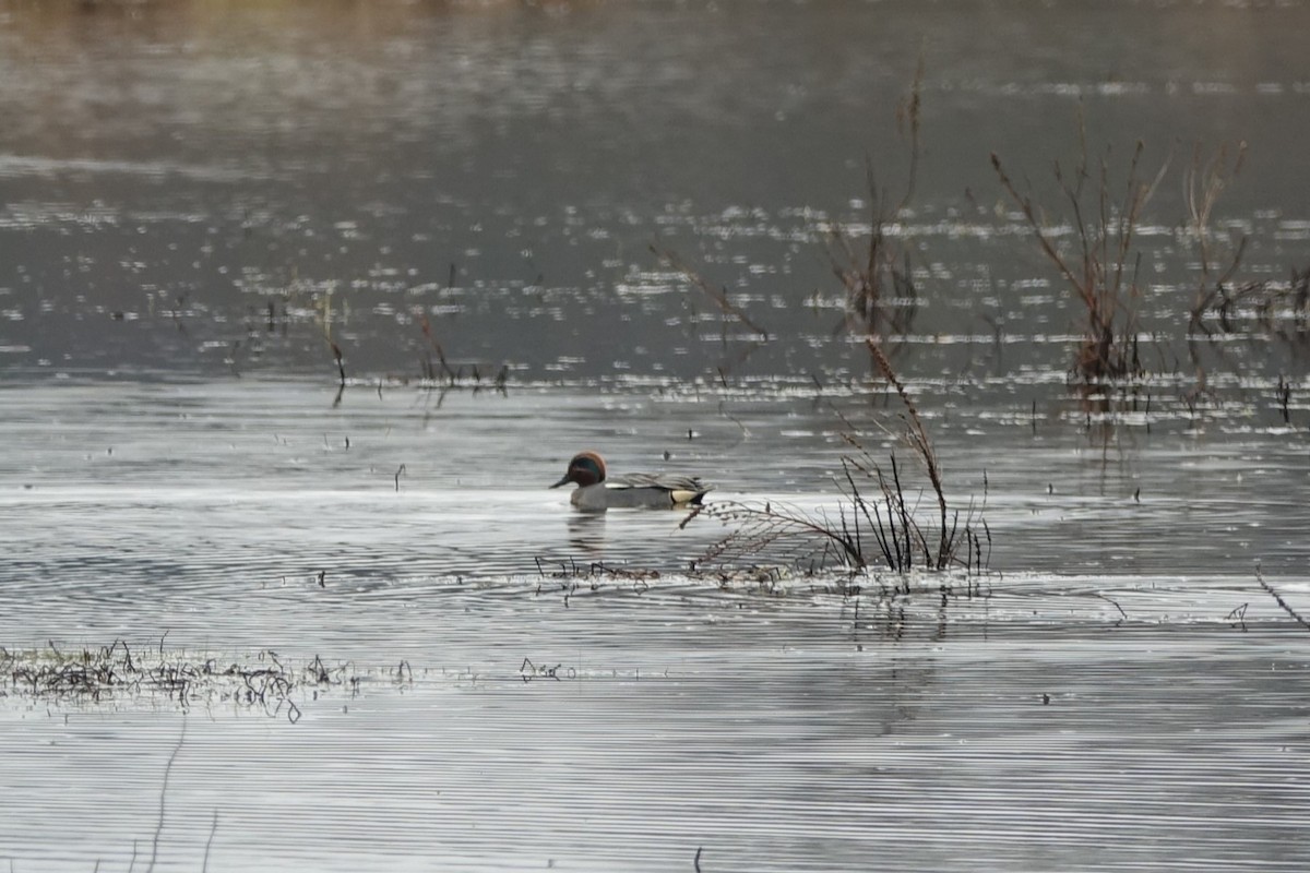 Green-winged Teal - ML619924418