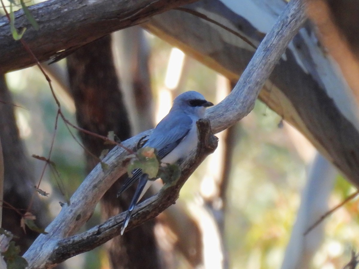 White-bellied Cuckooshrike - ML619924419