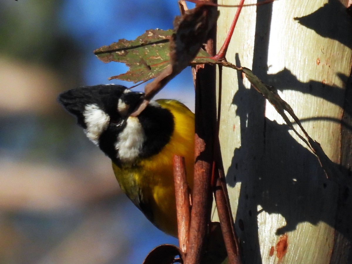 Eastern Shrike-tit - ML619924427