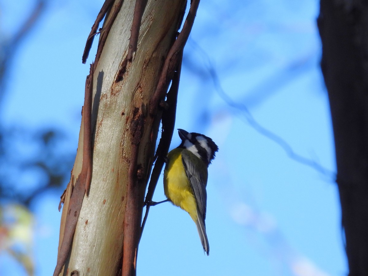 Eastern Shrike-tit - ML619924428