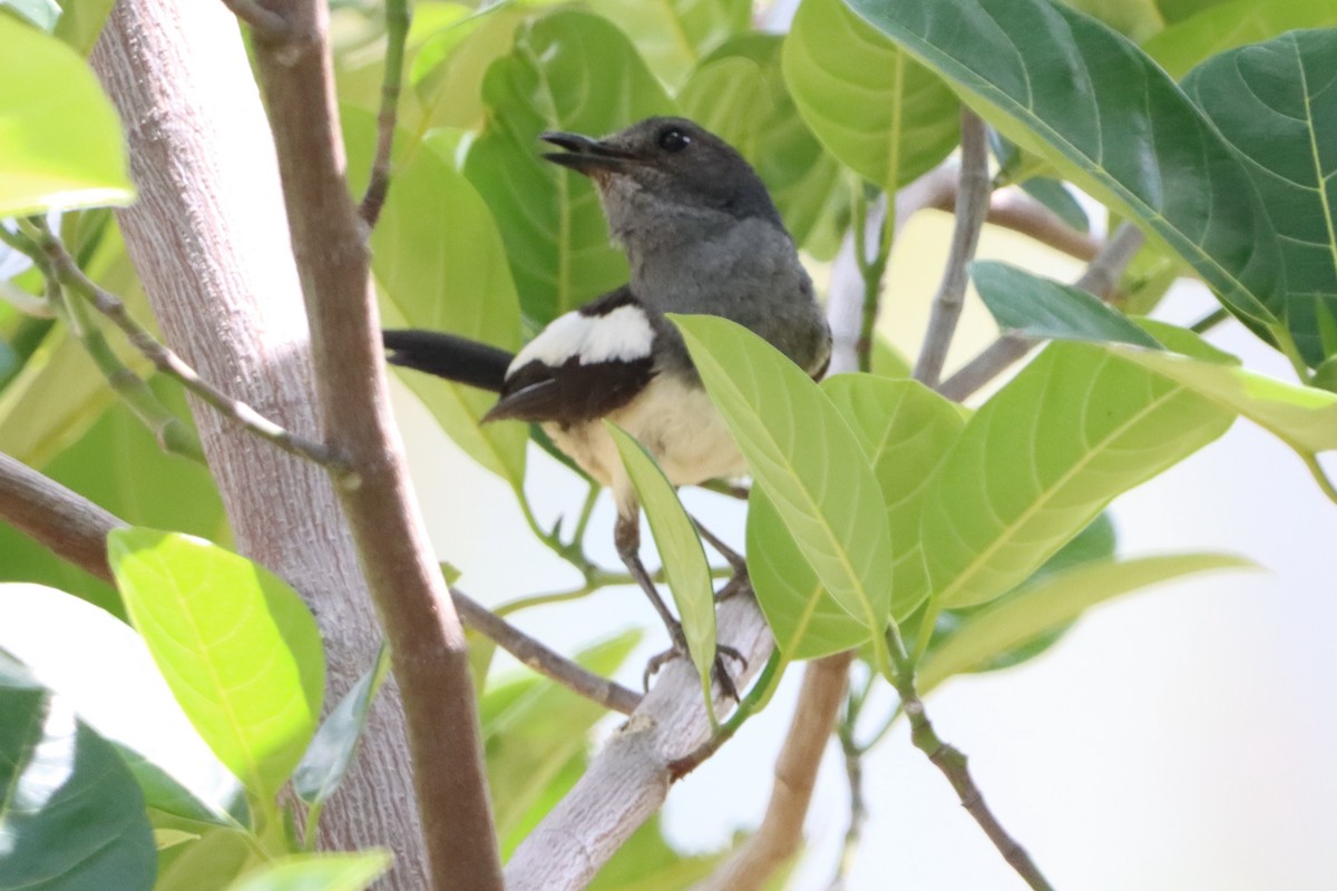 Philippine Magpie-Robin - ML619924460