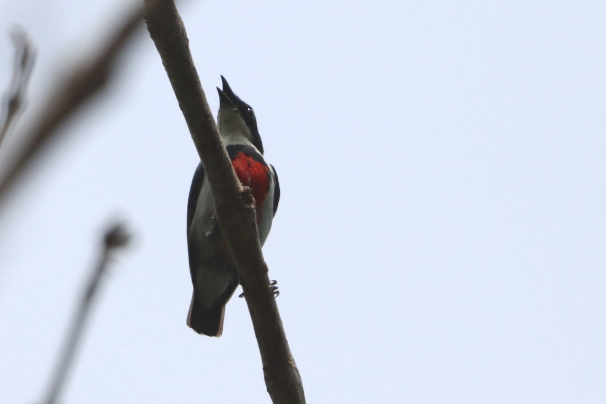 Black-belted Flowerpecker - ML619924522