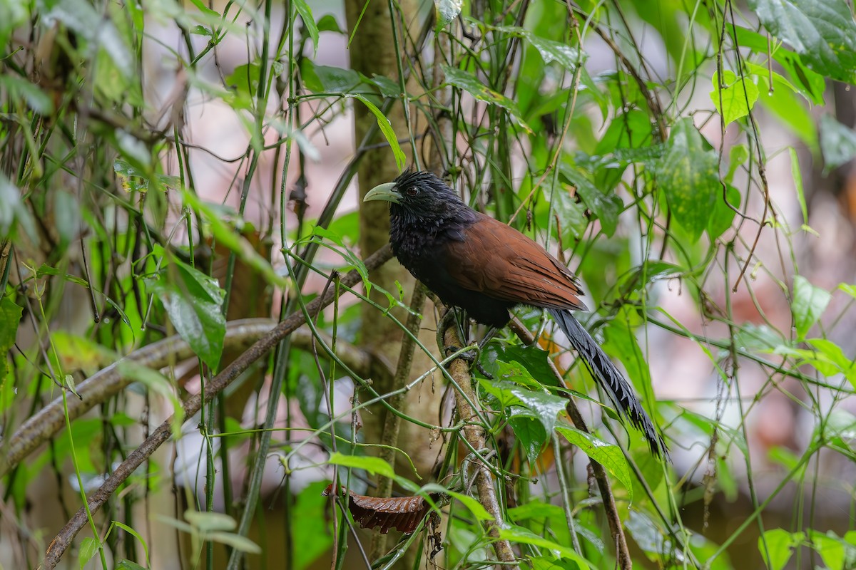 Green-billed Coucal - ML619924524