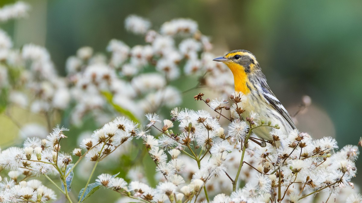 Blackburnian Warbler - ML619924531