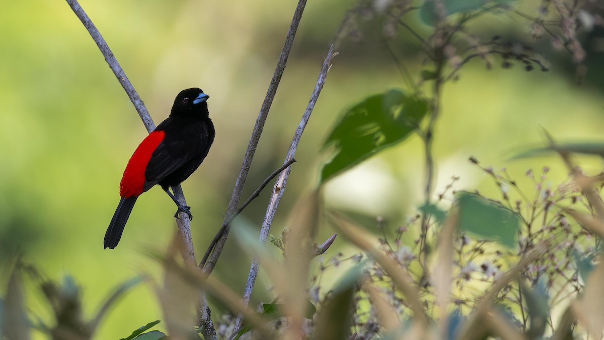 Scarlet-rumped Tanager - ML619924535