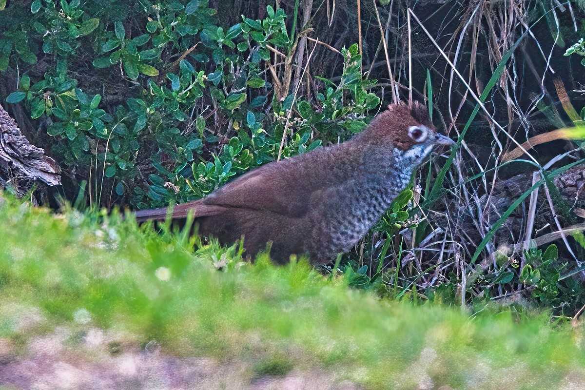 Rotkopf-Borstenvogel - ML619924537