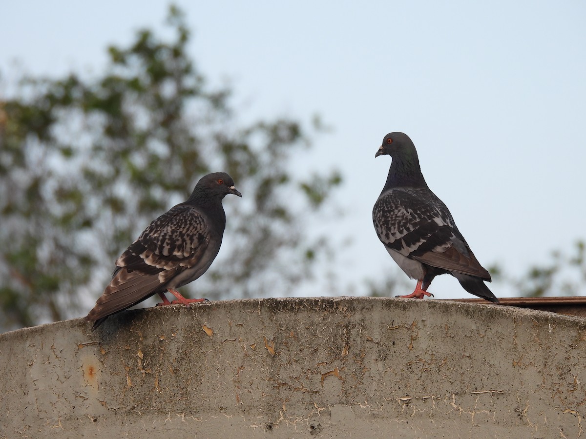 Rock Pigeon (Feral Pigeon) - ML619924540