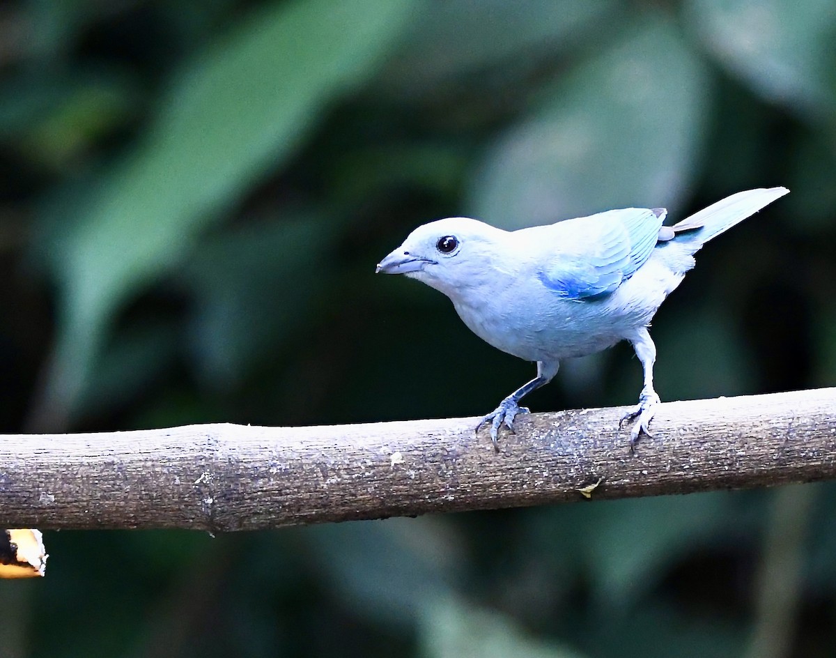 Blue-gray Tanager - ML619924543