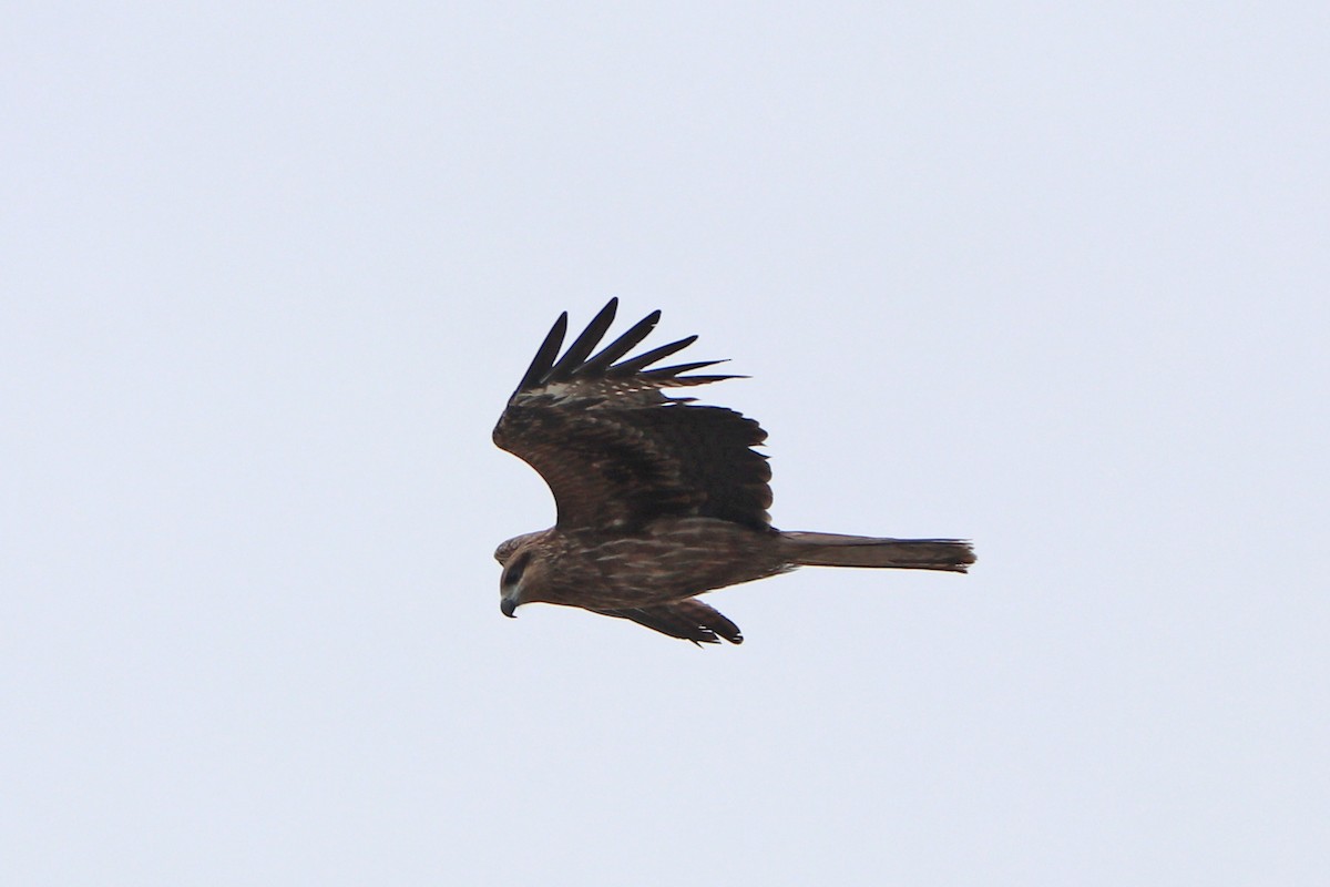 Black Kite (Black-eared) - ML619924545