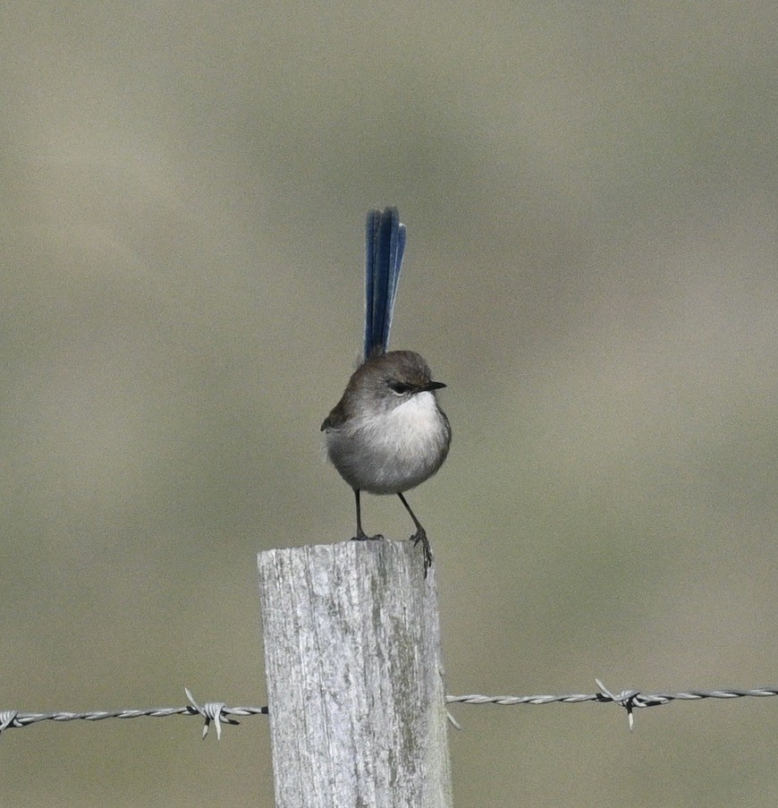 Superb Fairywren - ML619924550