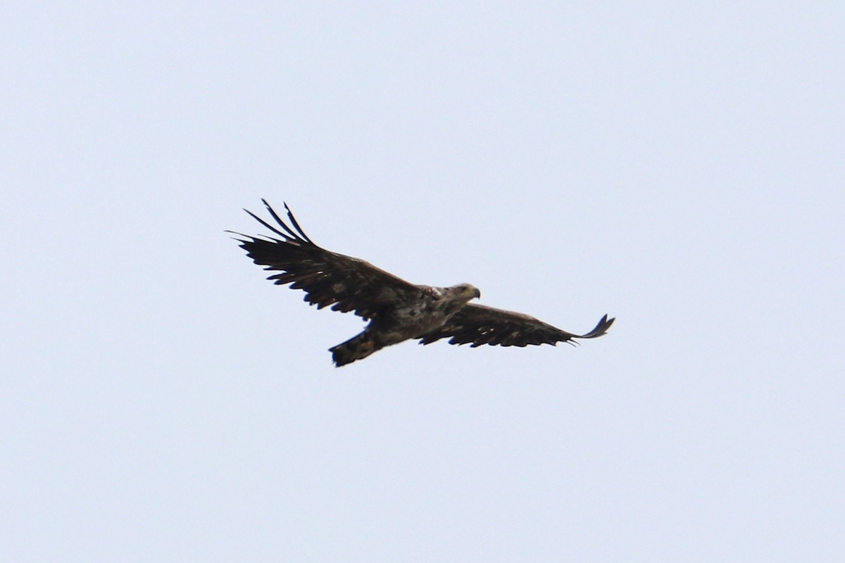 White-tailed Eagle - ML619924551