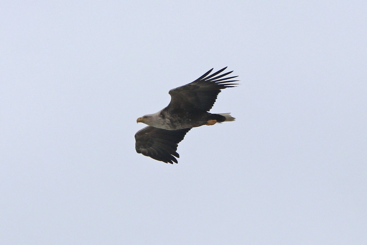 White-tailed Eagle - Mariia Bukhareva