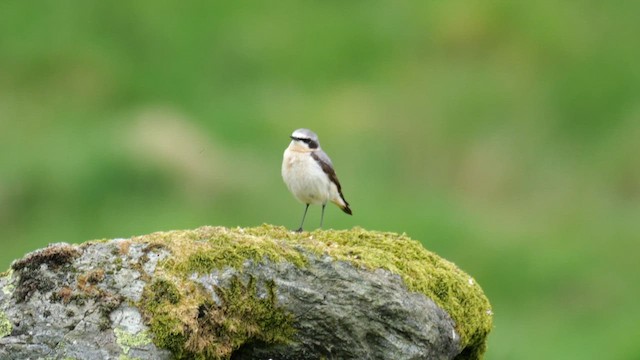 Steinschmätzer (oenanthe/libanotica) - ML619924554