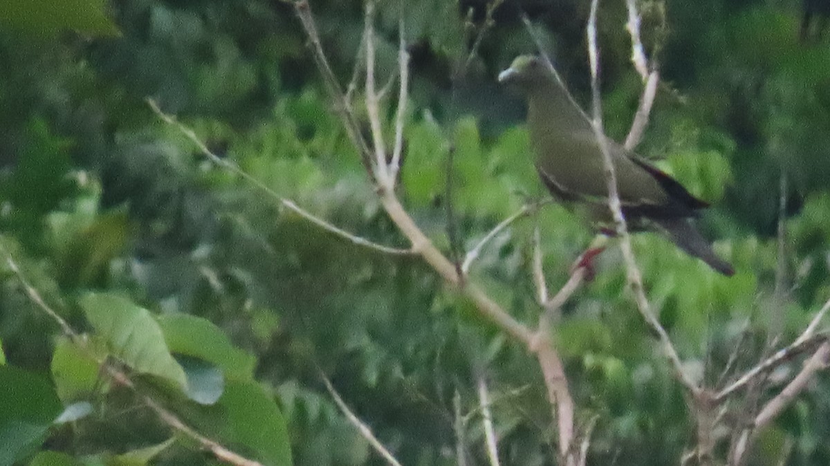 Pink-necked Green-Pigeon - ML619924560