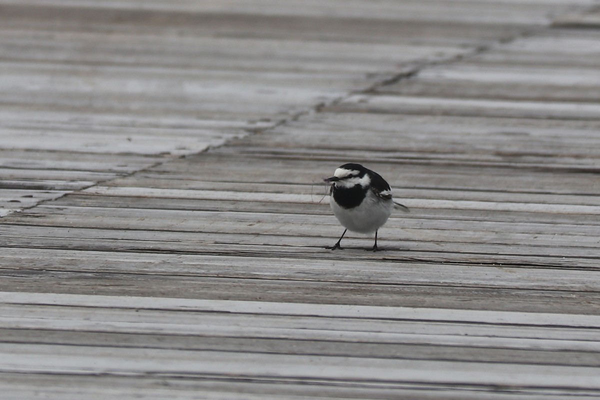 White Wagtail (Black-backed) - ML619924568