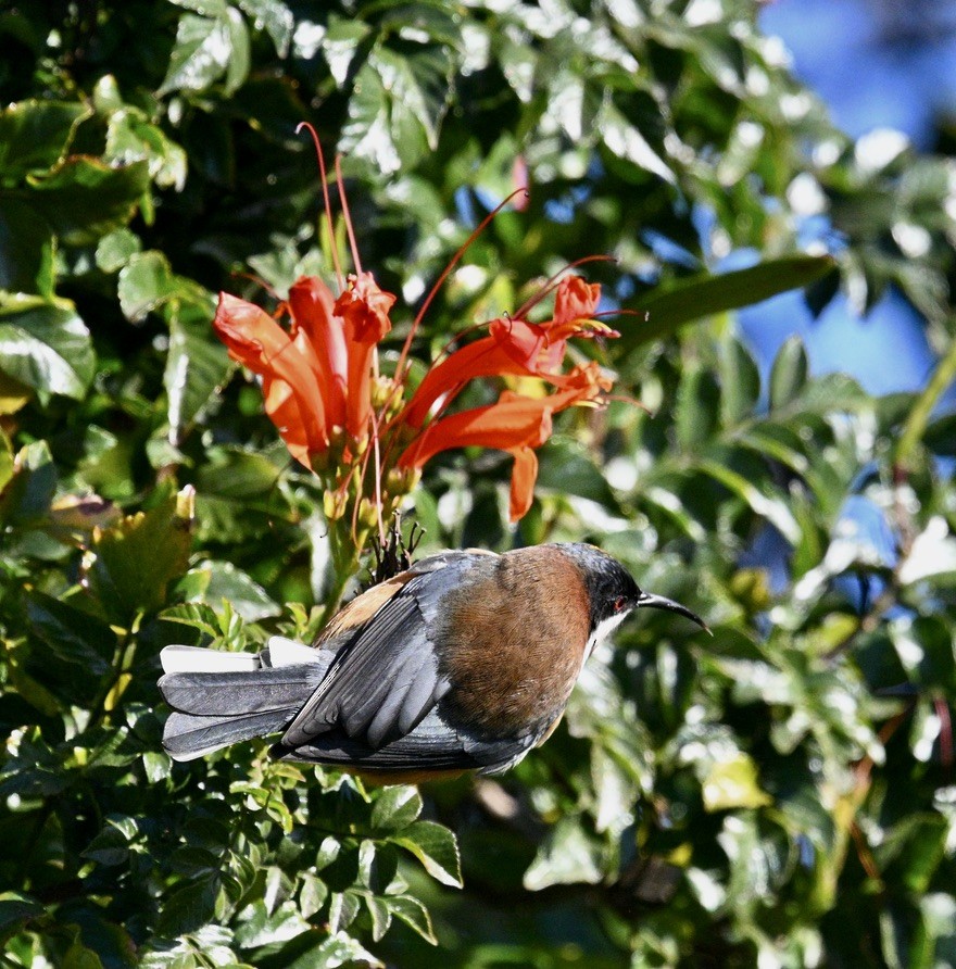 Eastern Spinebill - ML619924570