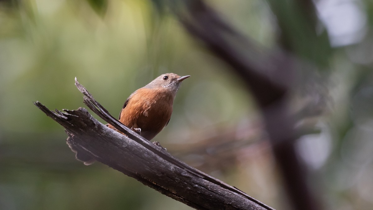 Rockwarbler - ML619924583