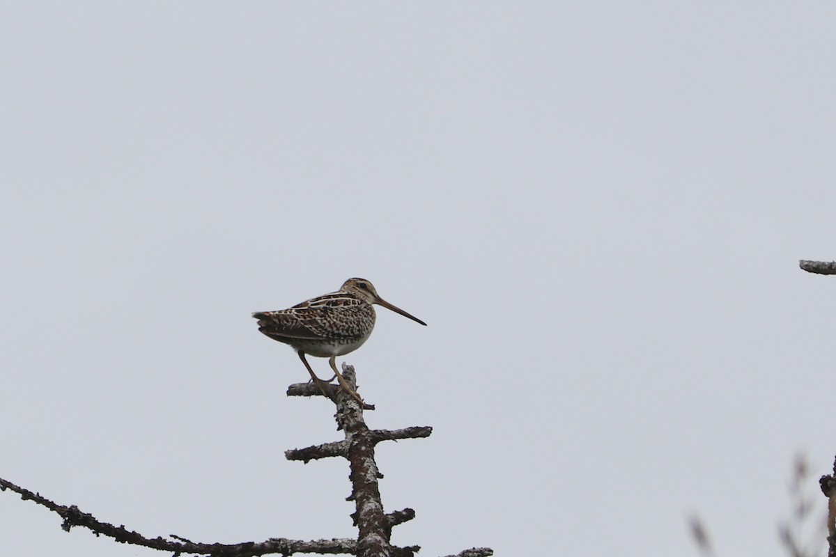 Latham's Snipe - ML619924598