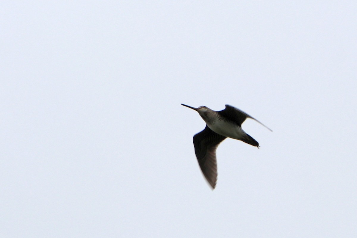 Latham's Snipe - ML619924599