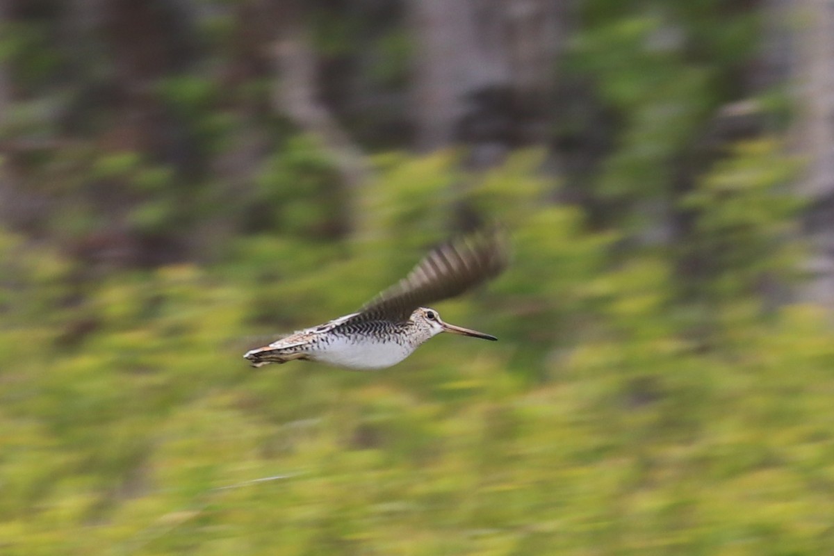 Latham's Snipe - ML619924600