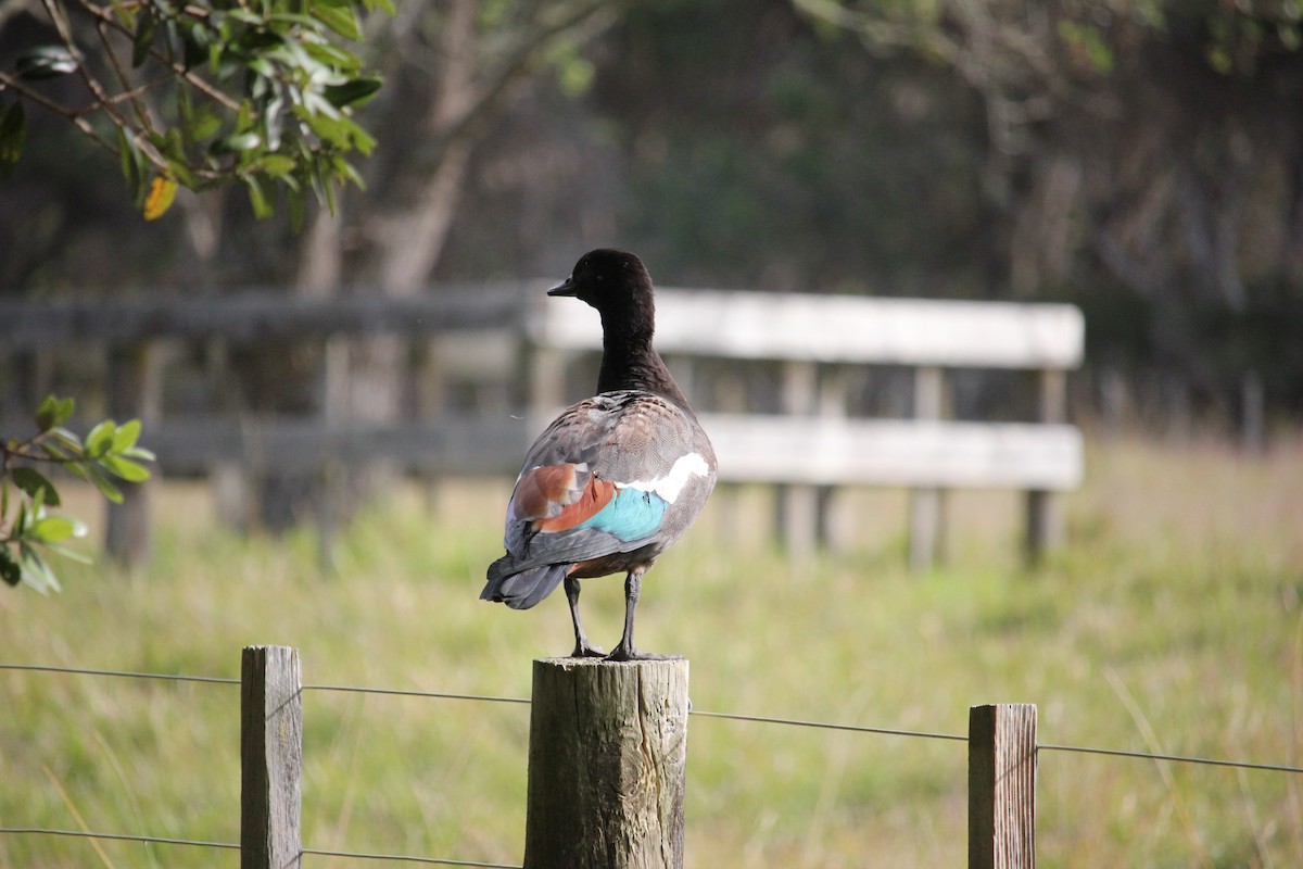 Paradise Shelduck - ML619924633