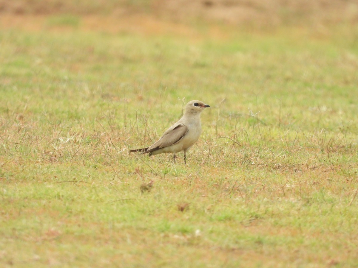 Small Pratincole - ML619924637