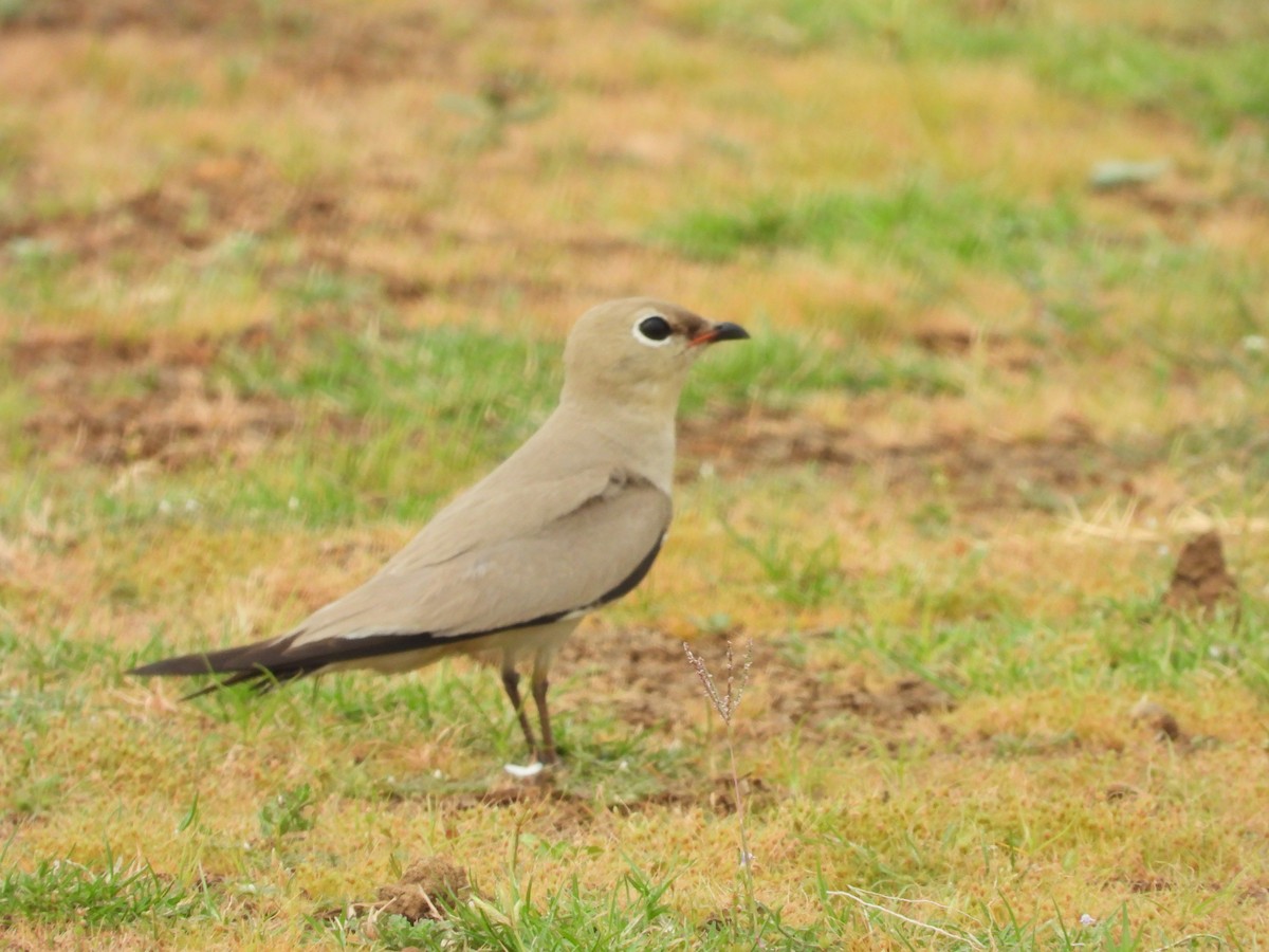 Small Pratincole - ML619924638