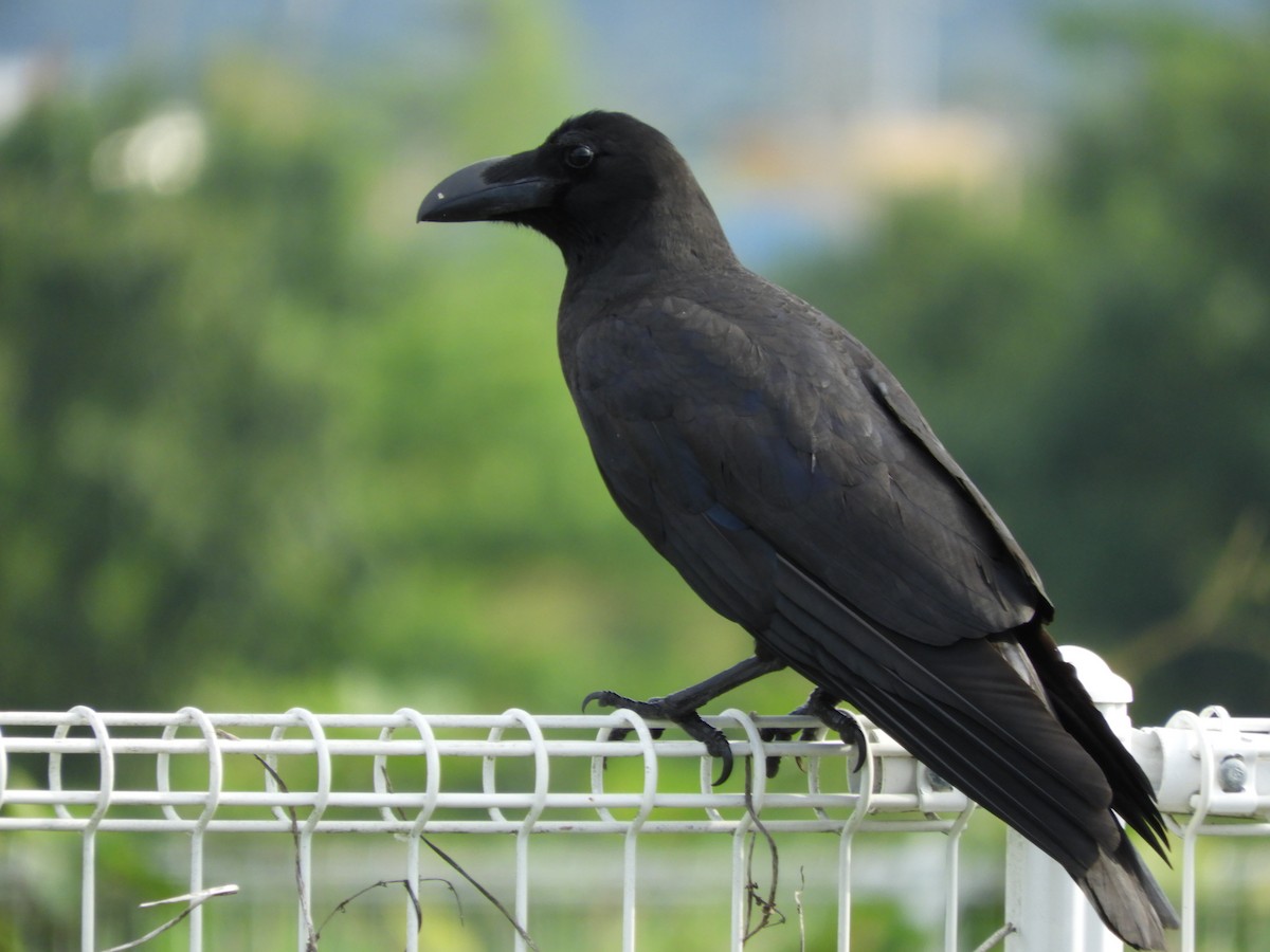 Large-billed Crow - ML619924639