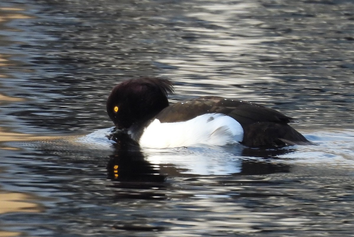 Tufted Duck - ML619924642
