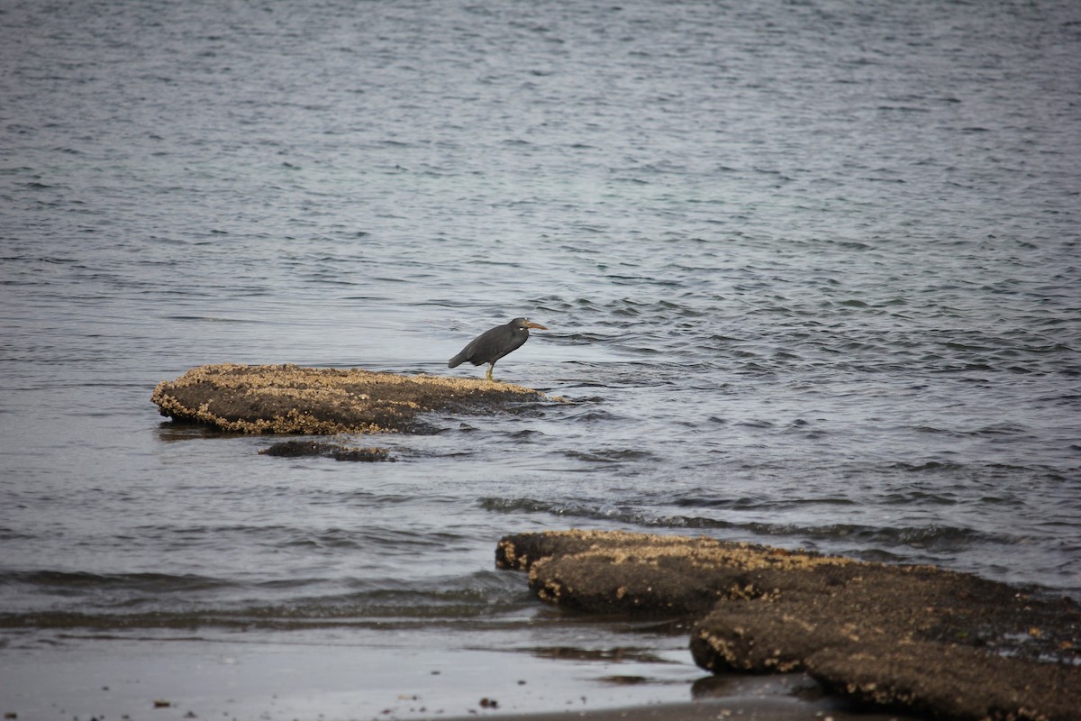 Pacific Reef-Heron - ML619924645