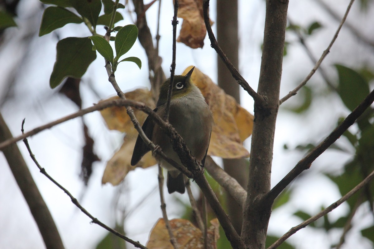 Graumantel-Brillenvogel - ML619924660