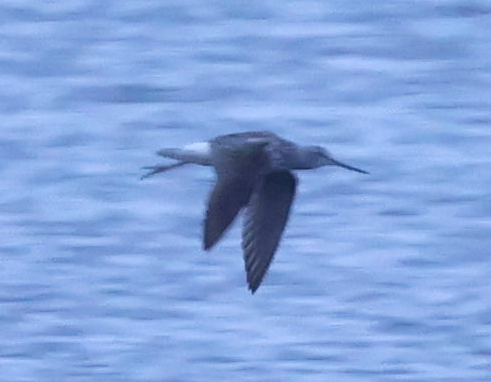 Common Greenshank - Max Khoo