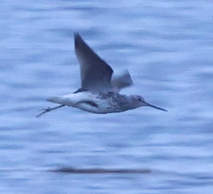 Common Greenshank - ML619924664