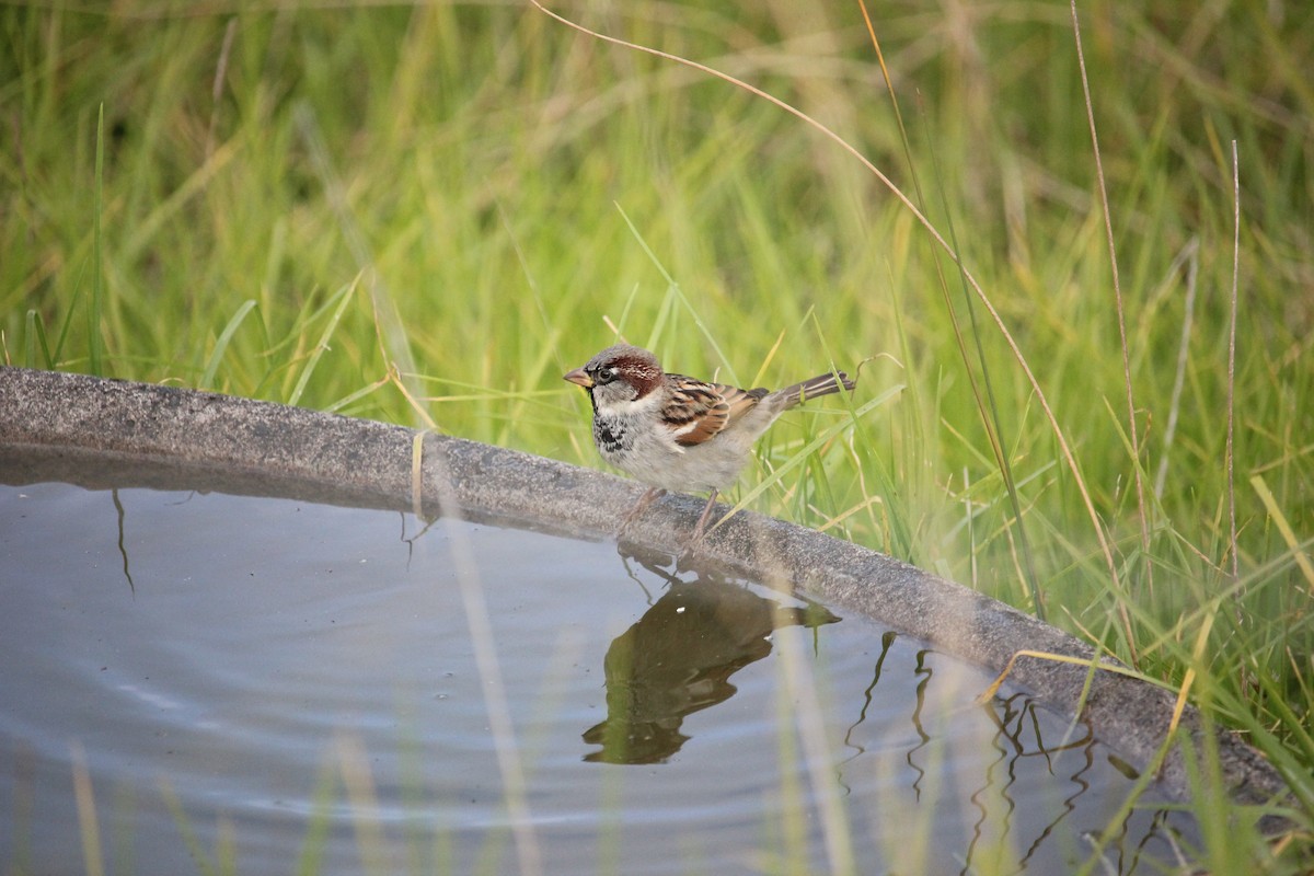 House Sparrow - ML619924670