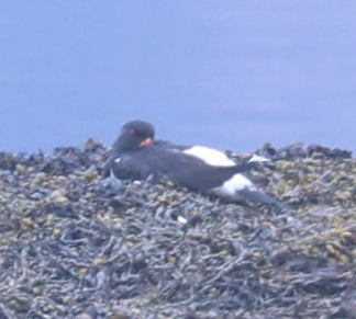 Eurasian Oystercatcher - ML619924673