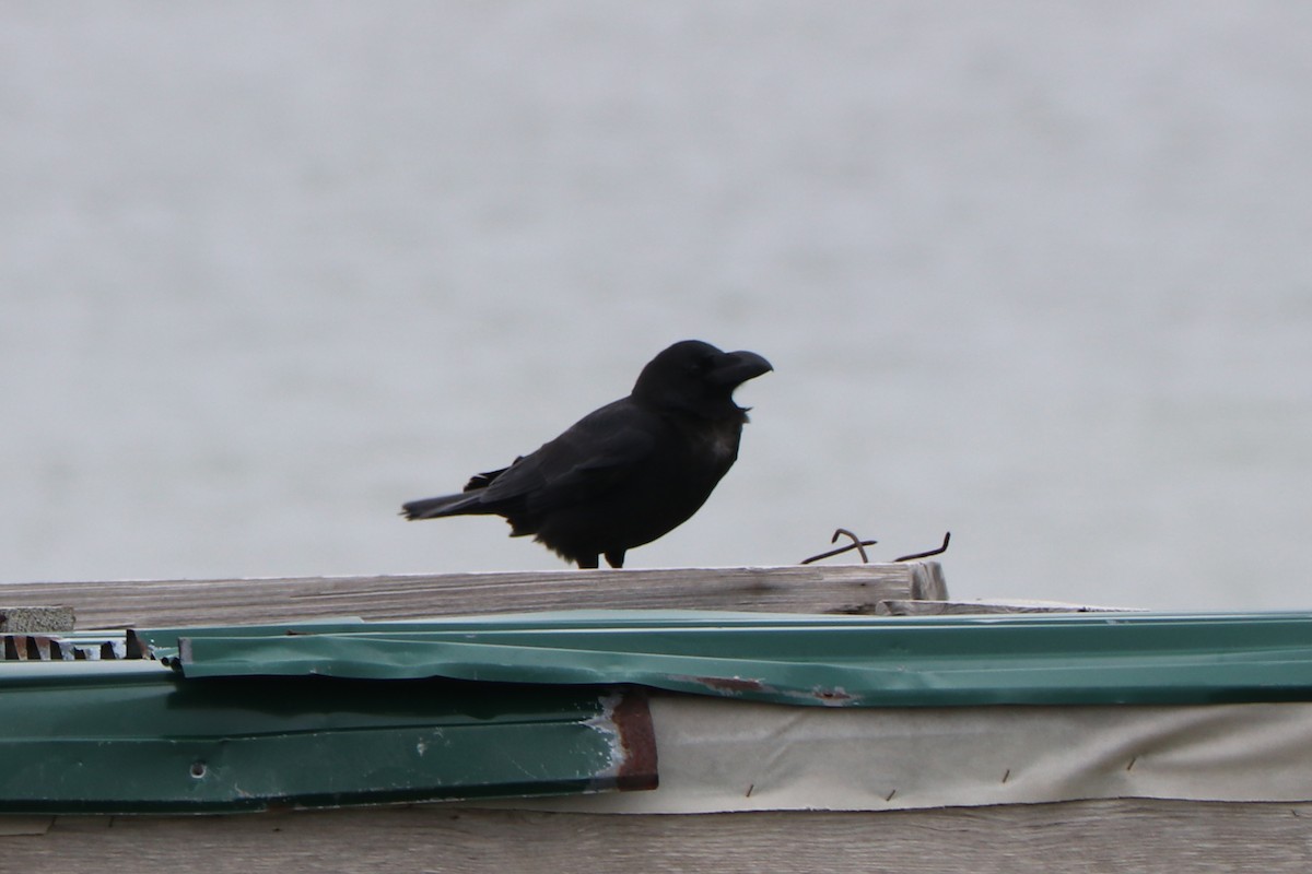 Large-billed Crow - Mariia Bukhareva