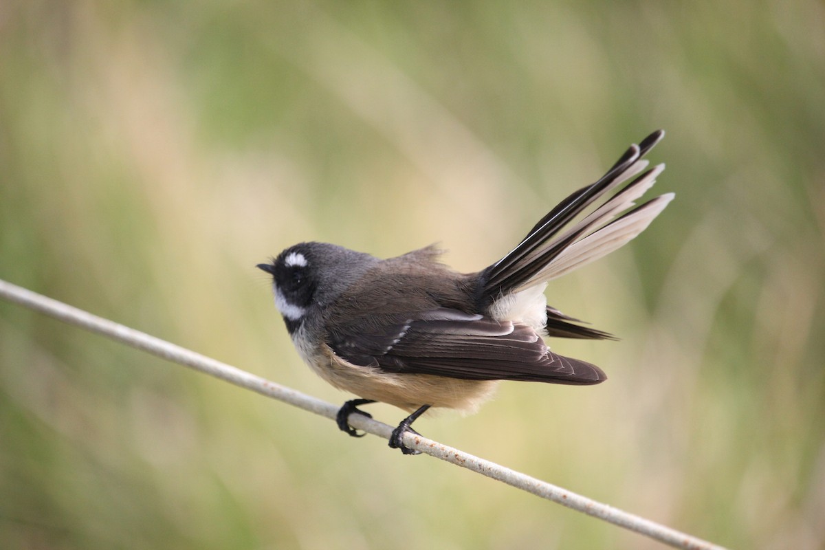 New Zealand Fantail - ML619924685