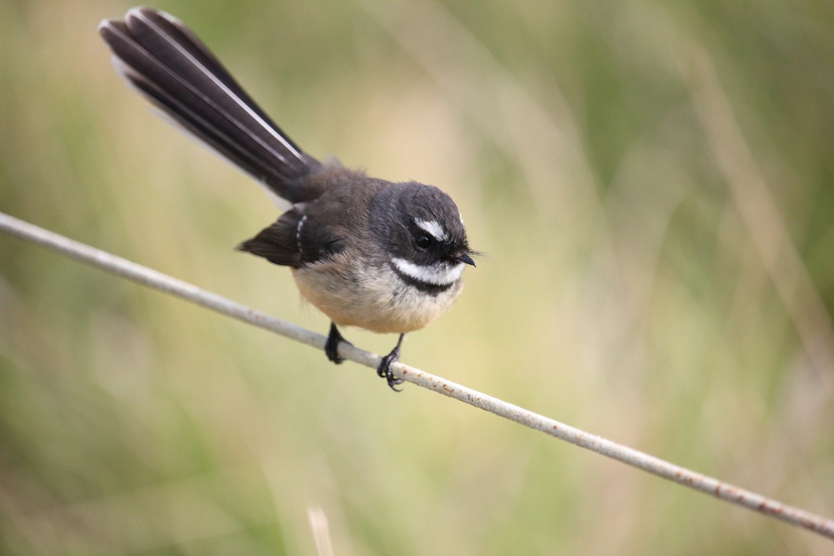 New Zealand Fantail - ML619924686