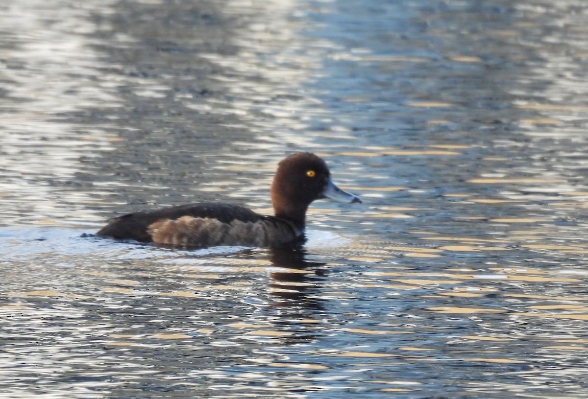 Tufted Duck - ML619924689