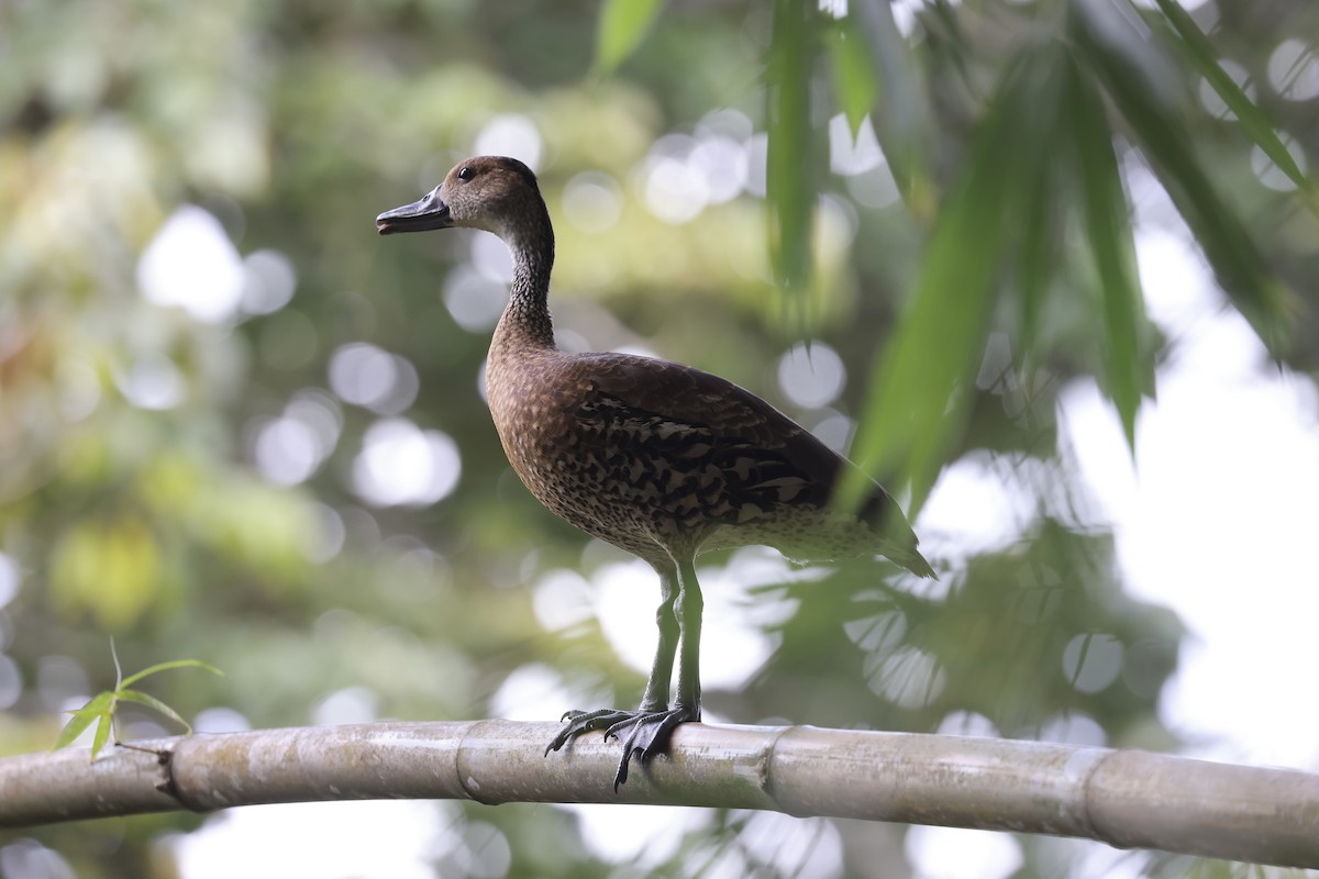 West Indian Whistling-Duck - ML619924693