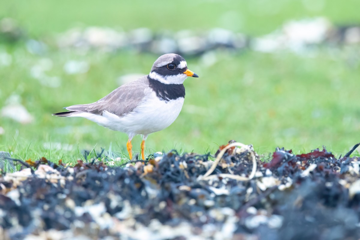 Common Ringed Plover - ML619924695