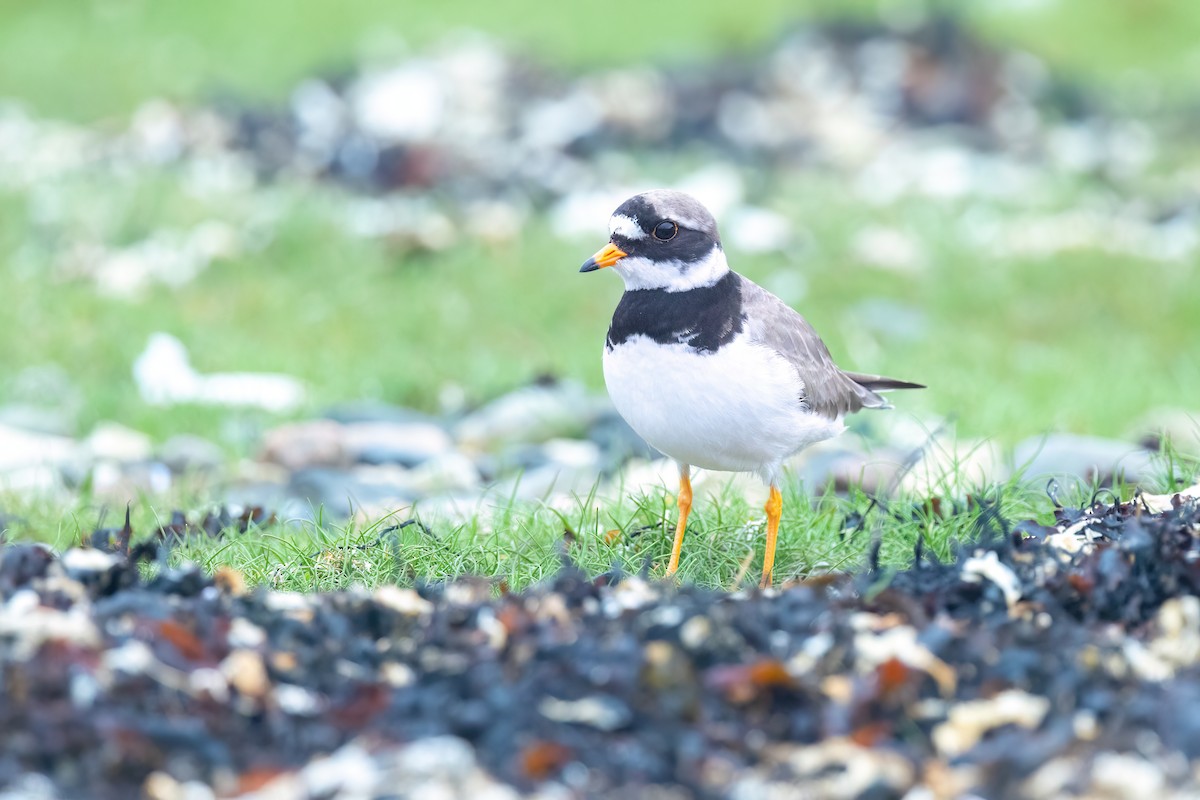 Common Ringed Plover - ML619924696