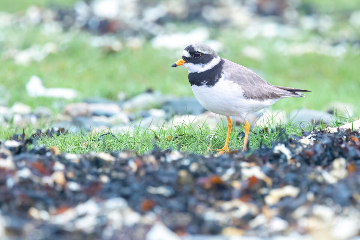 Common Ringed Plover - ML619924697