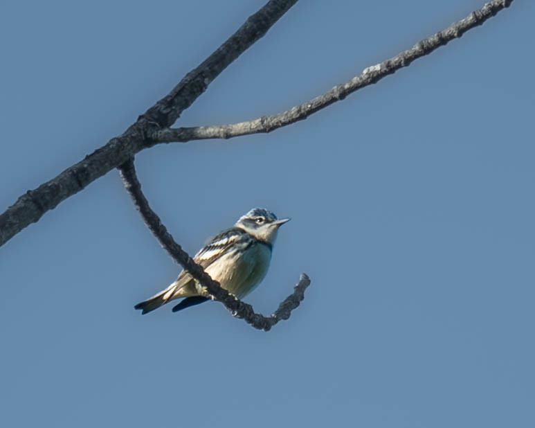 Cerulean Warbler - ML619924702