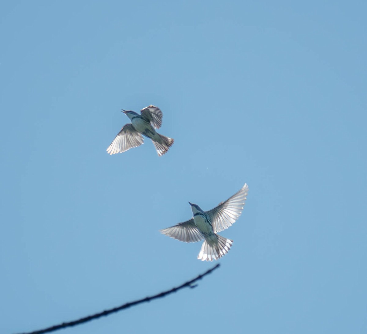 Cerulean Warbler - ML619924703