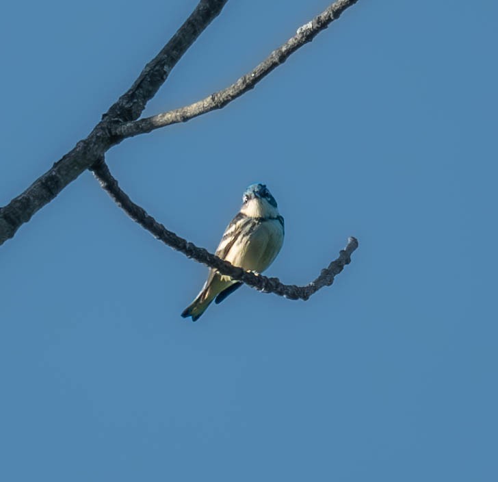 Paruline azurée - ML619924704